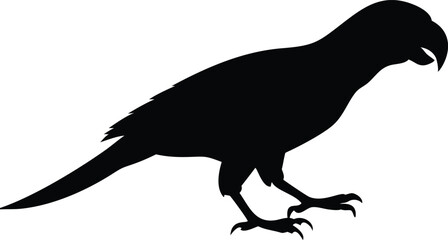 Sleek black silhouette of a parrot bird isolated on a white background for design