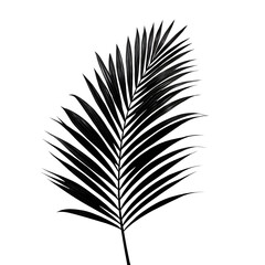 Monochrome Palm Frond Elegant Botanical Print on transparent Background