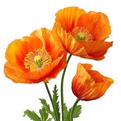 Obraz premium Orange poppies png