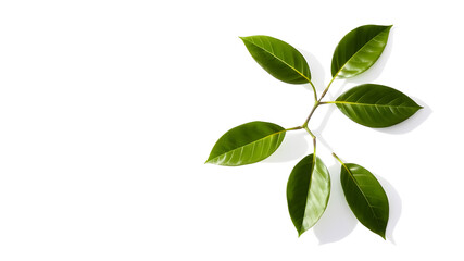 Naklejka premium Lush Green Leaves Branch Isolated on White Background Bright Sunlight Shadow Minimalist Nature Photography