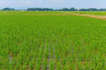 育っている水田の稲穂