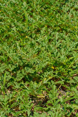 タイトル	畑に育つスイカの黄色い花