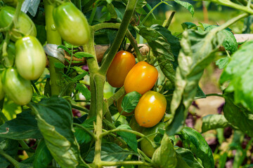 色づくトマトの栽培家庭菜園