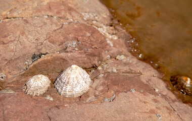 Limpets