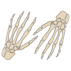 human hand skeleton