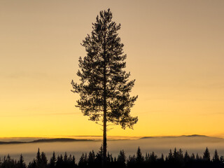 A serene mountain landscape at sunrise, with golden skies illuminating the horizon. A soft blanket of fog drifts over the dark forest below, while the snow-dusted peaks rise in the distance. 