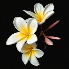 Naklejka premium white frangipani flower