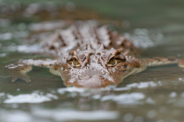 Obraz premium Close-up of a crocodile lurking in the water, showcasing its textured skin and piercing eyes.