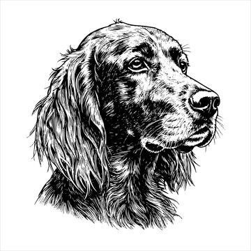 head irish setter dog pet portrait engraving intricate retro hand drawn style line art black and white vector illustration, isolated on white background