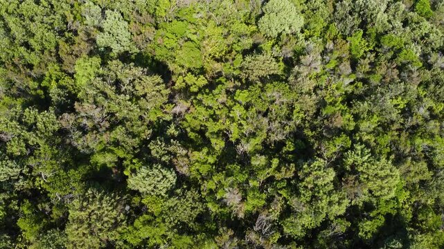 Maquis shrubland, aerial drone view. Bushes and trees on island. 