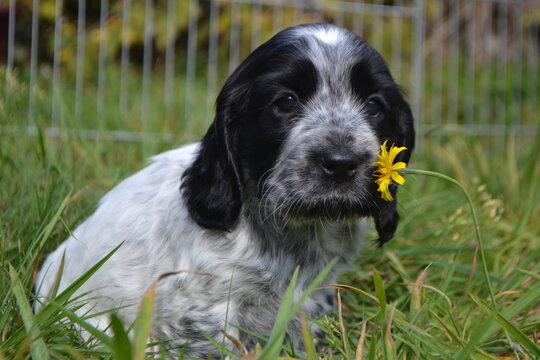 Dogs and puppies that play and are so cute and adorable  and chocolate brown cocker spaniel puppy 