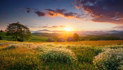 Obraz premium rural landscape with sunrise and blossoming meadow