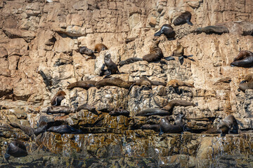 Seelöwenkolonie an der Garden Route