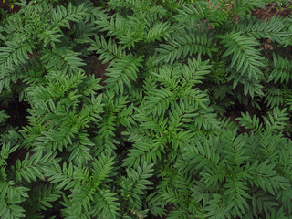 Fresh leaves in the garden for a simple nature background close up