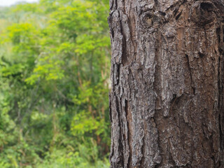 Pine tree texture in mountain forest close up for nature background