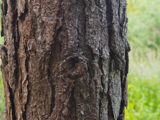 Obraz premium Pine tree texture in mountain forest close up for nature background