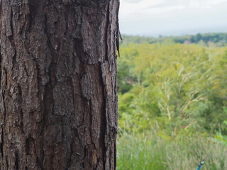 Pine tree texture in mountain forest close up for nature background