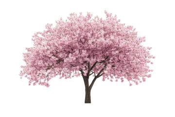 Obraz premium Angled view of cherry tree isoleted on white background
