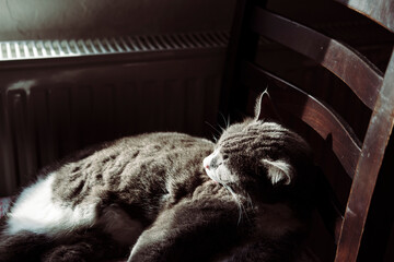 village cat or stray cat gray and white lying on wooden rustic chair