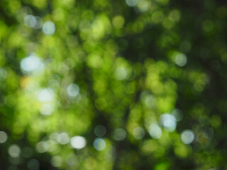 Obraz premium Blurred tree leaves for nature and environment abstract background.