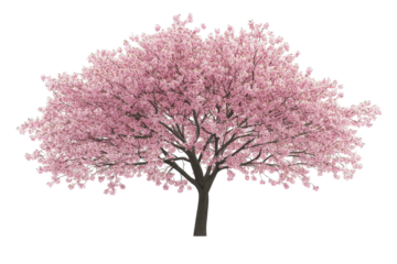 Angled view of cherry tree isoleted on white background