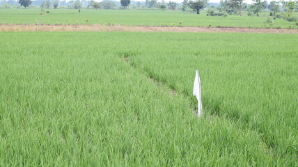 A white flag made from a plastic bag as a land marker