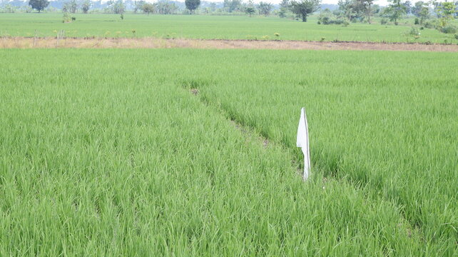 A white flag made from a plastic bag as a land marker