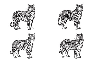 tiger standing isolated on a white background, wild animal safari wildlife