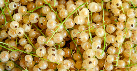 Clusters of translucent white currants are tightly packed together, showcasing their spherical shape and light golden hue. The bright green stems contrast with the glossy berries.