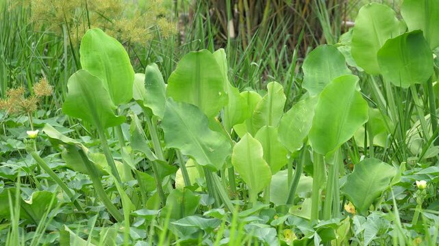 Limnocharis flava, Limnocharis flava growing on the river, Ecosystem Concept