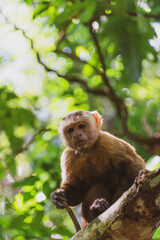 La singe qui me regarde