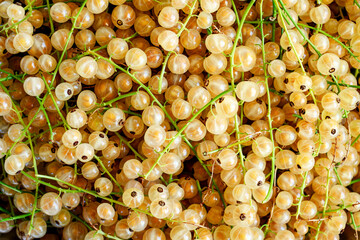 Dense cluster of ripe white currants fills the picture,highlighting their translucent, golden color and delicate green stems.Berries are tightly packed and shiny, suggesting freshness and juiciness.