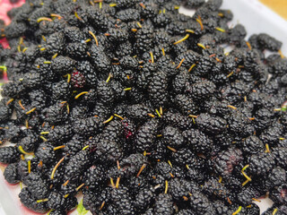 mulberry