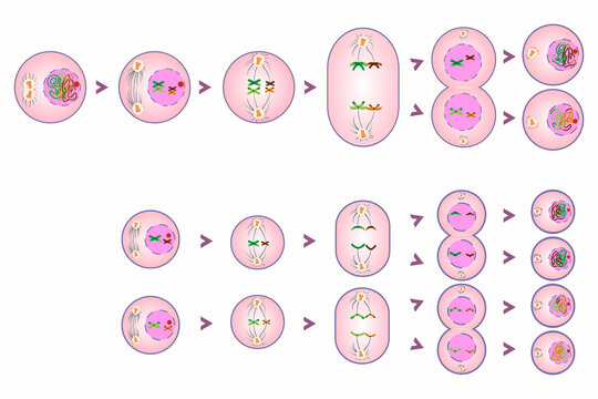 diagram of stages of meiosis