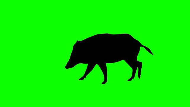 Animation with a wild boar walking on the green background (seamless loop)