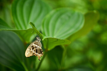 Large tropical butterfly sitting on green leaves, beautiful insect in natural environment,