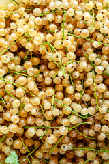 Golden berries are densely packed together, highlighted by natural light that enhances their translucent sheen. Stems and occasional leaves add vibrant green contrast to the warm, yellow-hued fruits.