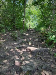 Forest Trail with Tree Roots Leading Uphill