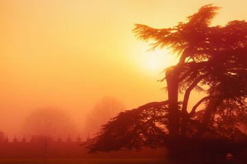 Foggy Day at Hardwick