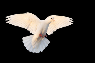 White dove mid-flight, isolated on black background