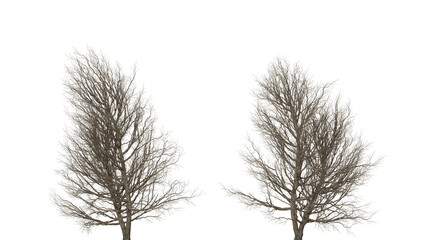3D Render two trees with no leaves on them in the snow