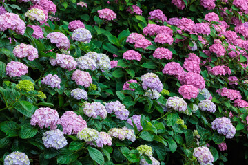 Double-flowered pink hydrangea flowers blooming in early summer in Shimoda Park.