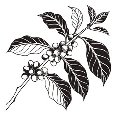 black and white  coffee cherry
