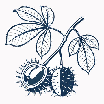 vector illustration of conkerberry