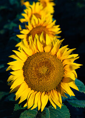 Vibrant sunflower in full bloom, captured from a slightly elevated perspective. Behind it another...