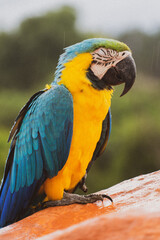 Perroquet jaune et bleu