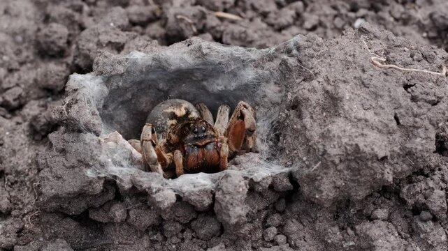 Large spider retreating into burrow