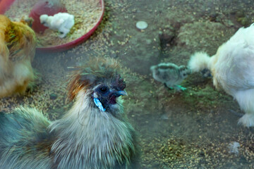 An emerald green peacock displayed in an iron cage.