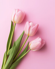 Fototapeta premium Elegant Trio: Three delicate pink tulips arranged against a minimalist, soft-hued backdrop, creating a sense of serenity and grace.