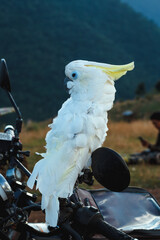 White cockatoo perched on a railing against a green mountain background, possibly a forest with...